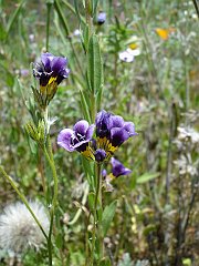 gilia tricolor